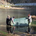 Lago della Madonna di Alto - Posizionamento della gabbia filtrante foto di Archivio APAM